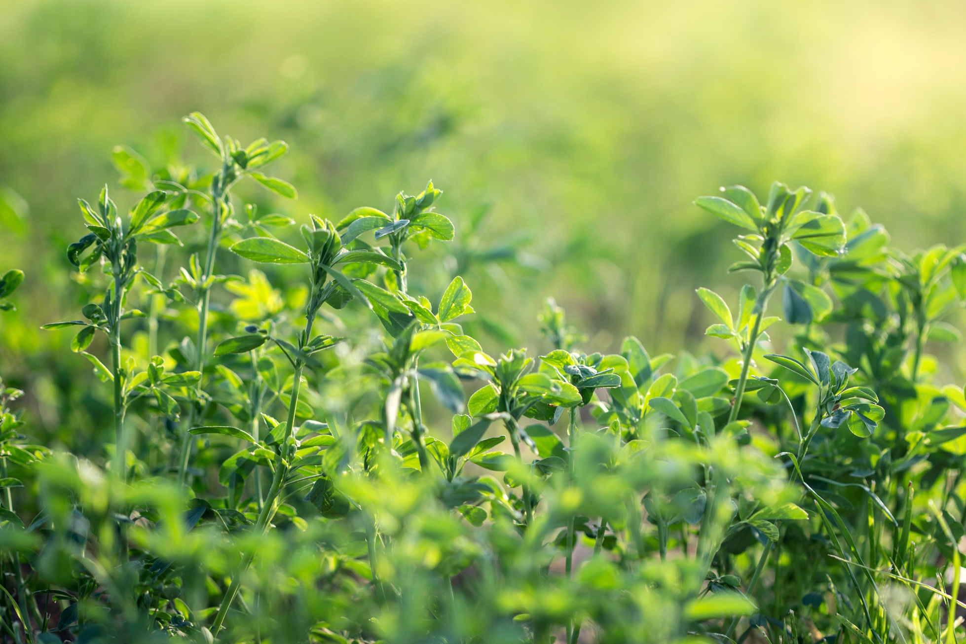 Alfalfa field
