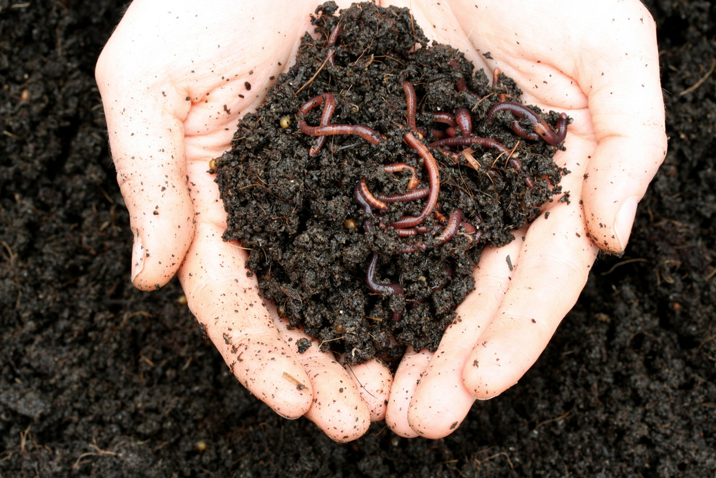 Worms