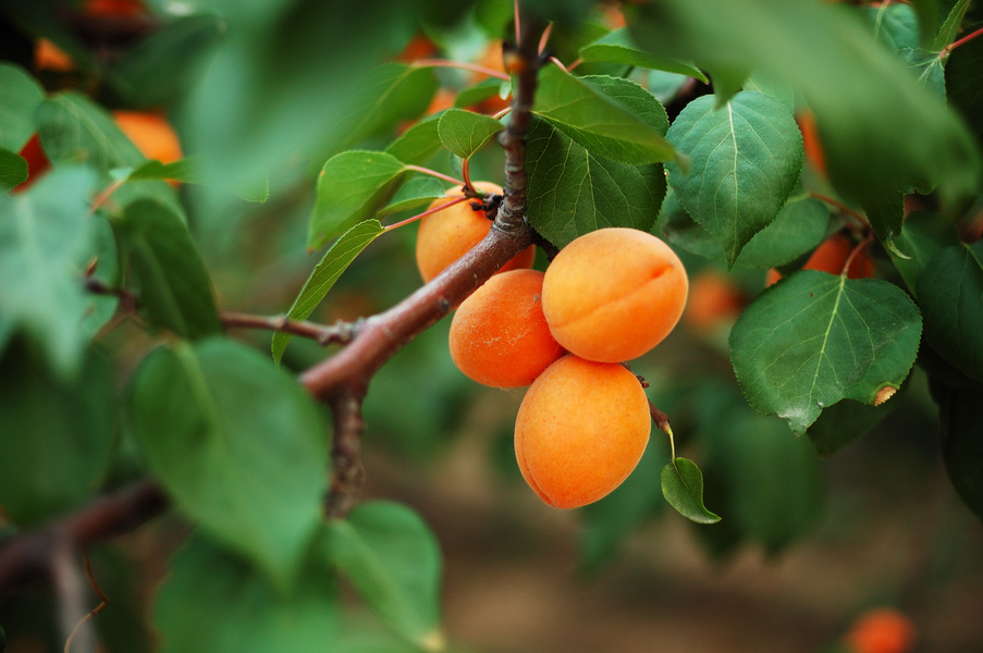 apricot